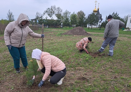 В Рыбновском районе посадили сосны в рамках акции «Сад памяти»